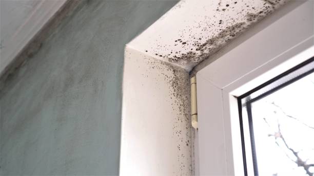 Norwalk, OH Mold Removal Company