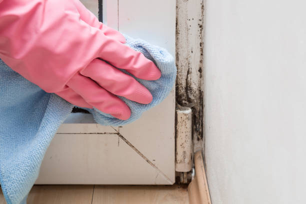 Mold Removal and Inspection in Norwalk, OH