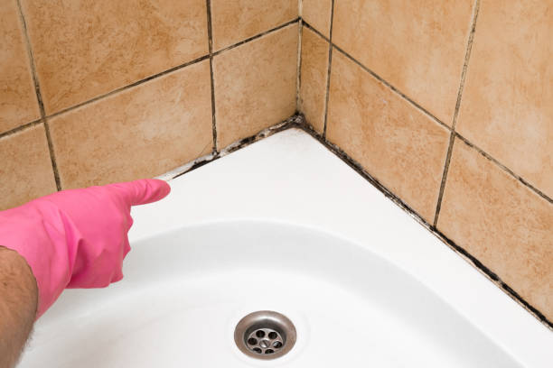 Best Mold Remediation  in Norwalk, OH